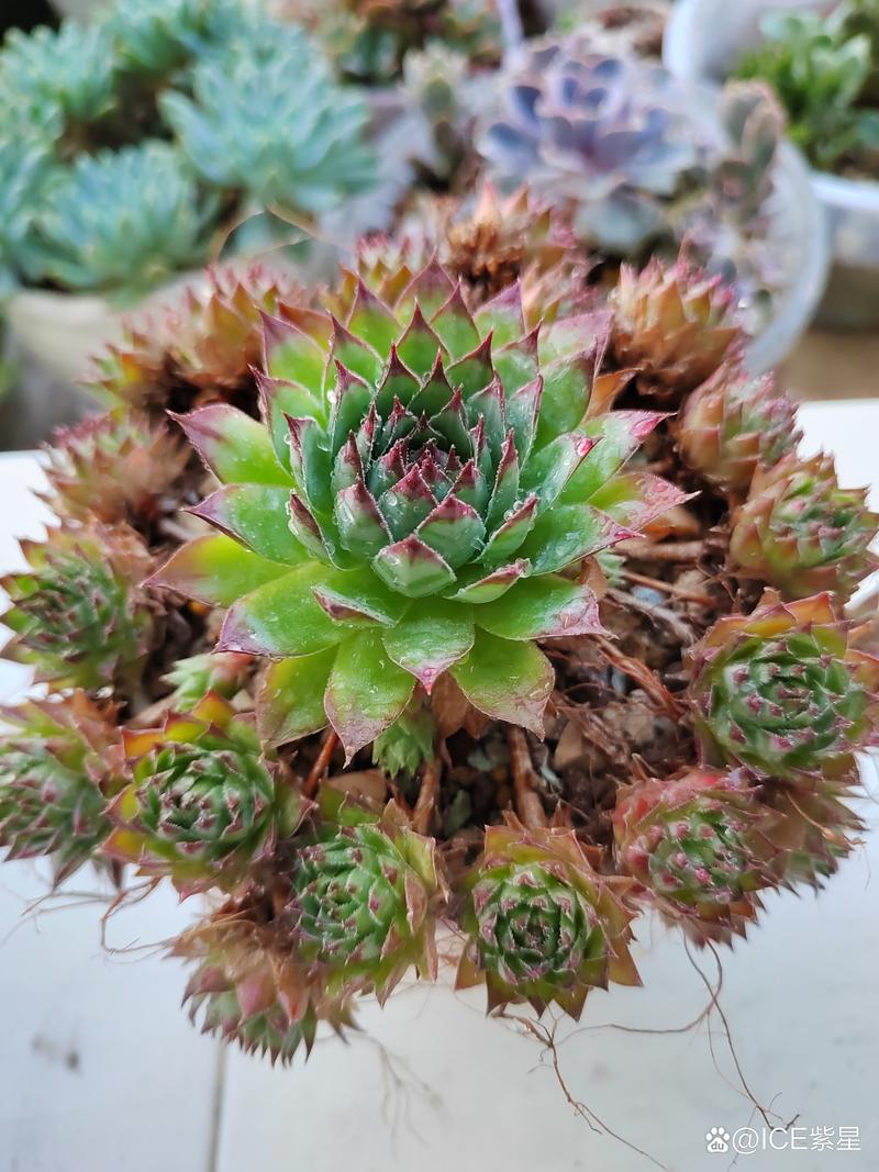 观音莲和莲花掌的区别是什么
