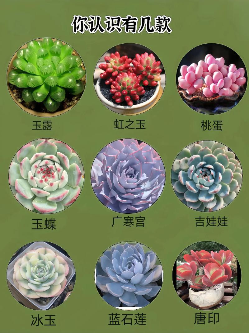 请问盆中这三种多肉植物都分别叫什么名字