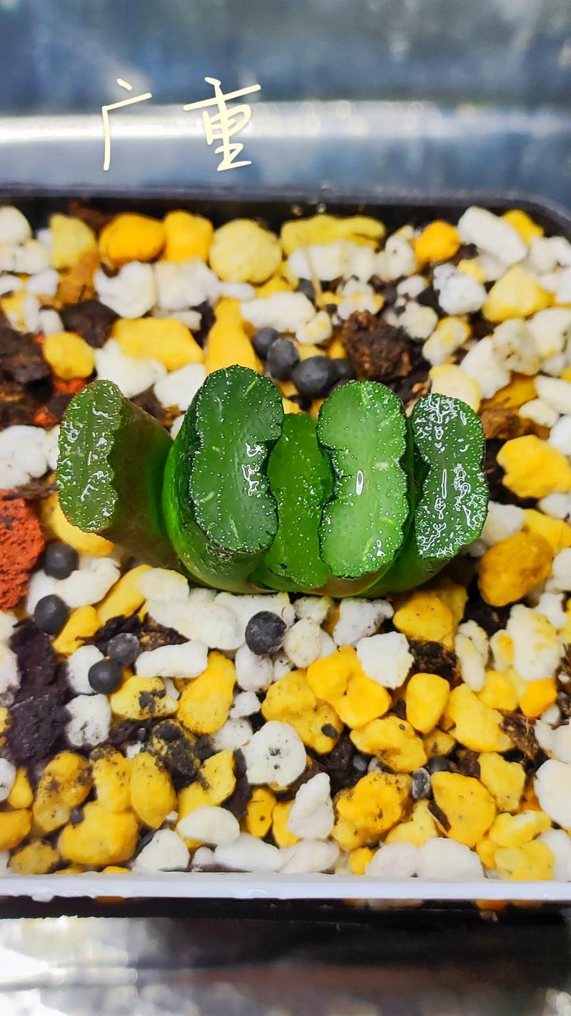 多肉植物玉扇该怎么养殖