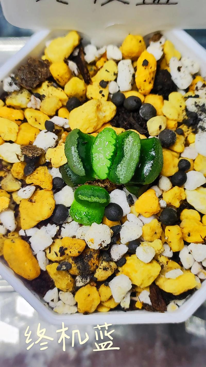 多肉植物玉扇怎么养,五个要点让玉扇疯长爆盆