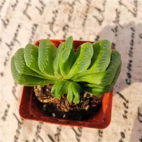 多肉植物玉扇怎么养