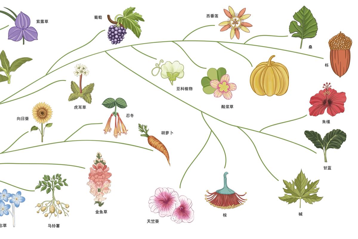 植物进化的大致历程