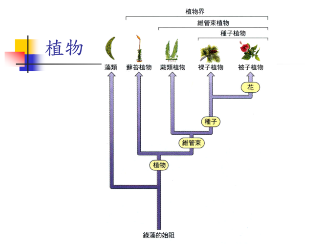 植物的进化历程大致是?