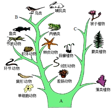 ...的历程示意图.请据图回答:(1)植物的进化历程大致是:原始藻类植物→...