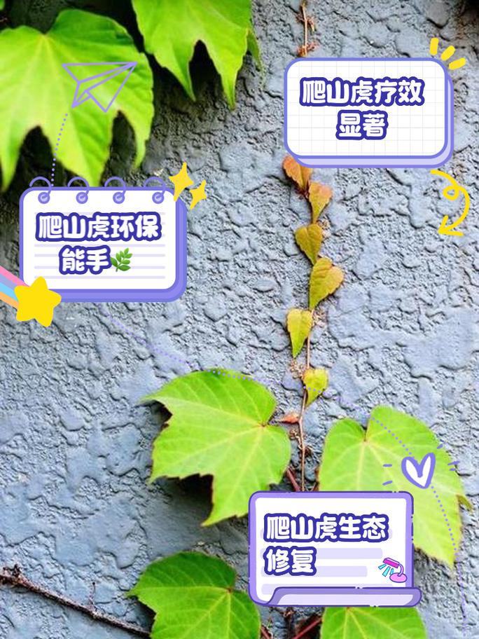 爬山虎怎样种植长得快