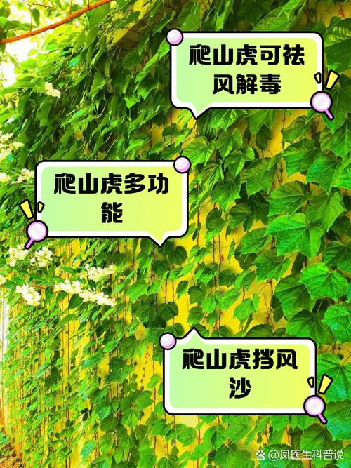 爬山虎怎么种植长得快