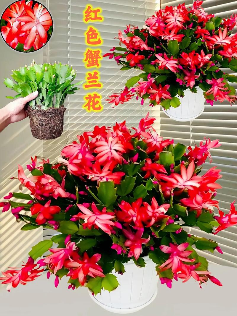 蟹爪兰适合室内还是室外养