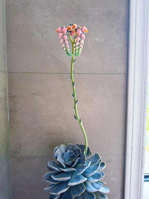 多肉植物蓝石莲叶子枯萎怎么办?!求助