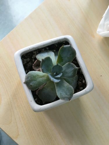蓝石莲枯萎了怎么办