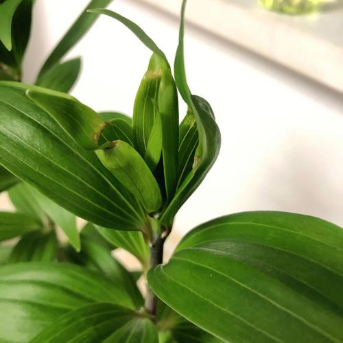 百合花病虫害的如何防治?