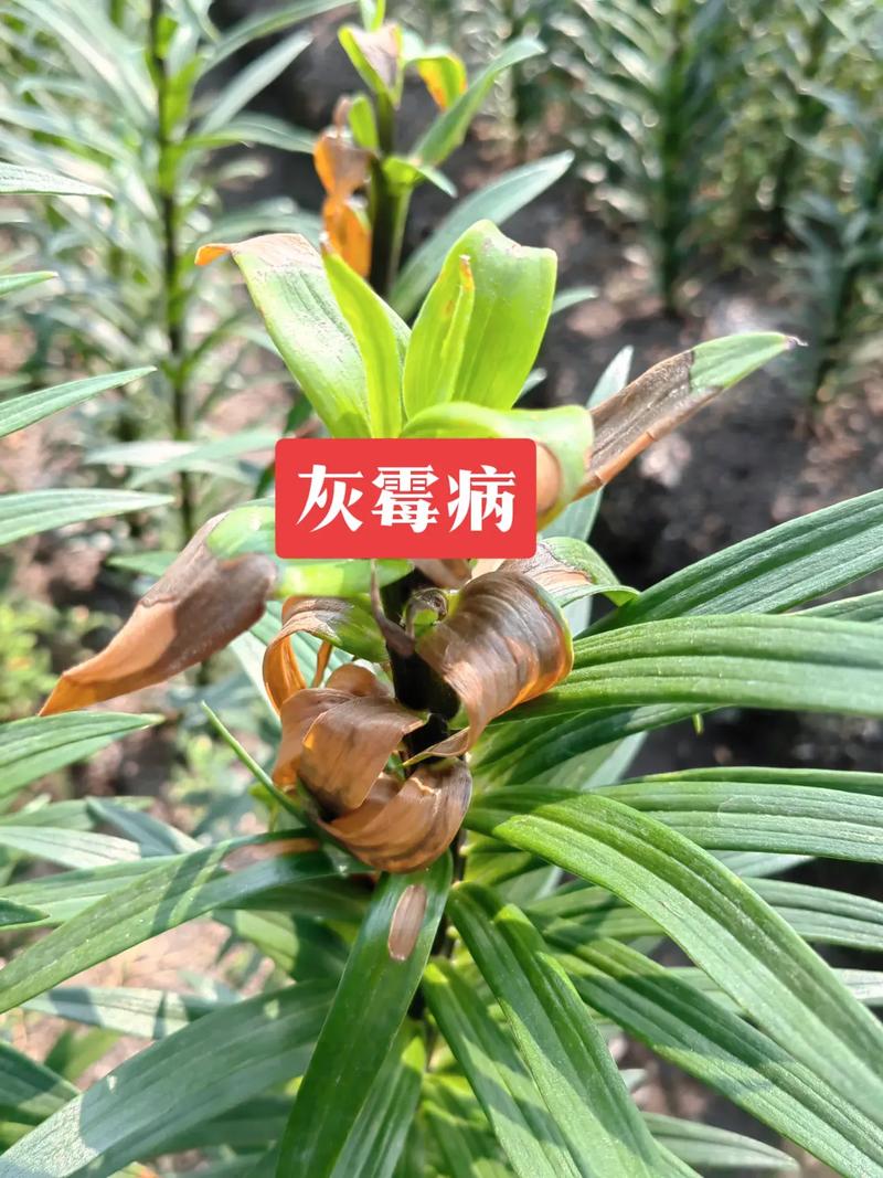 百合病虫害要怎么防治