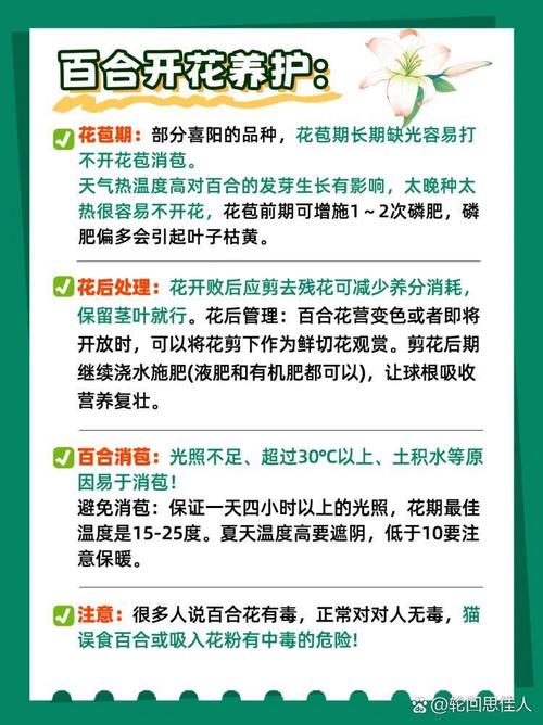 养百合花,要注意哪些问题?