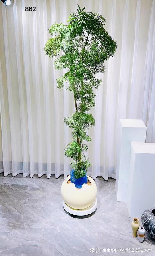 适合摆放在院子前的清秀福禄桐,都有哪些品种呢?