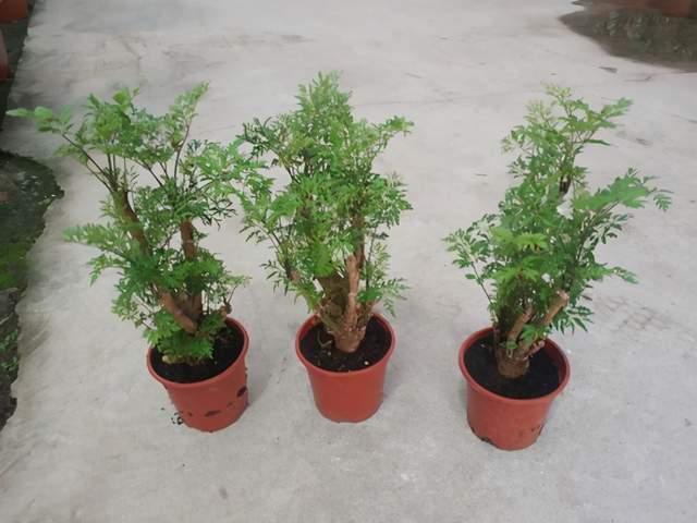 福禄桐换个品种可能就不认识了,选哪个品种好呢?