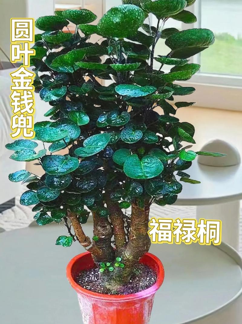 福禄桐怎么养??