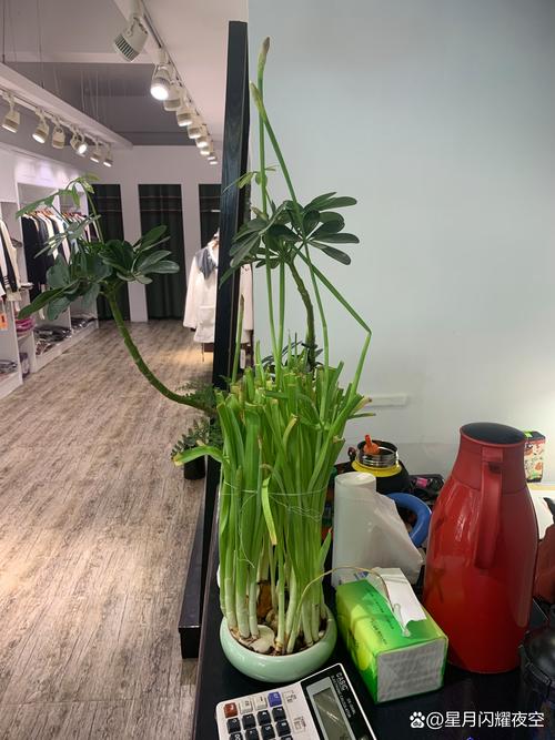 水仙叶子发黄怎样补救