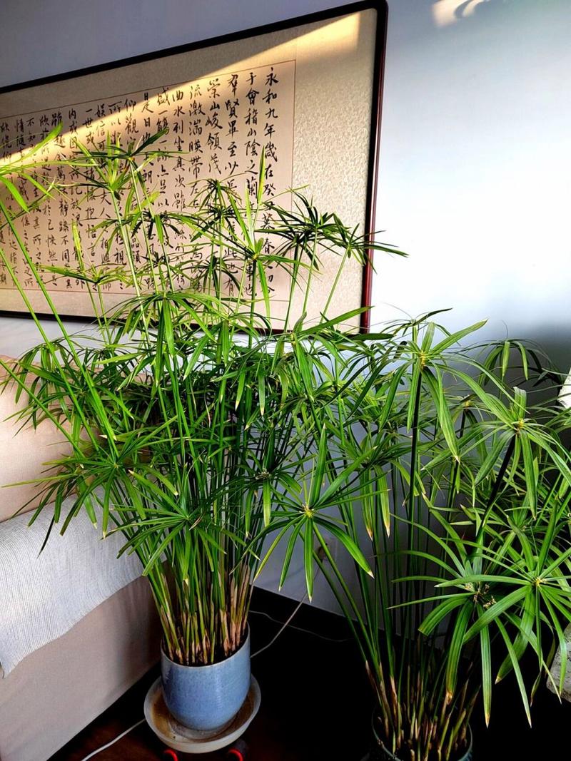 水仙叶子黄尖怎么回事,叶尖发黄怎么办