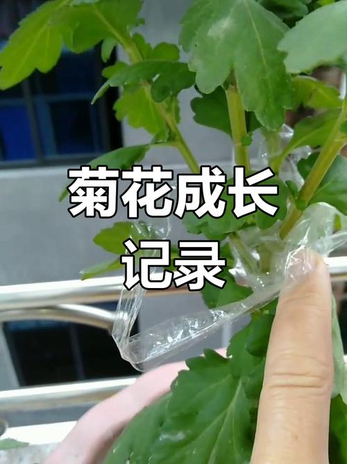 菊花春天怎么修剪春天怎么修剪菊花