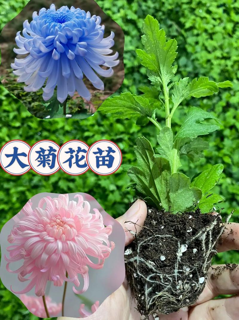菊花春天需要打顶吗