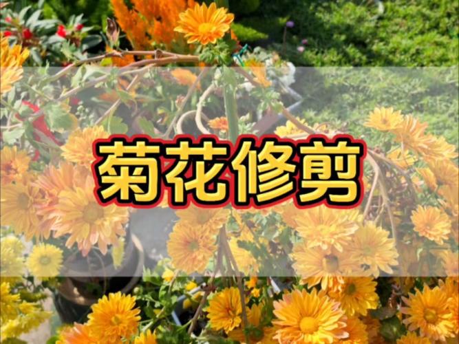 菊花春天怎么修剪