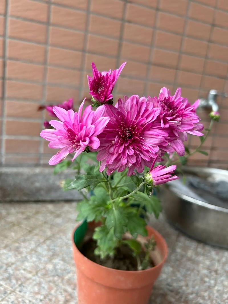 春天菊花怎么修剪