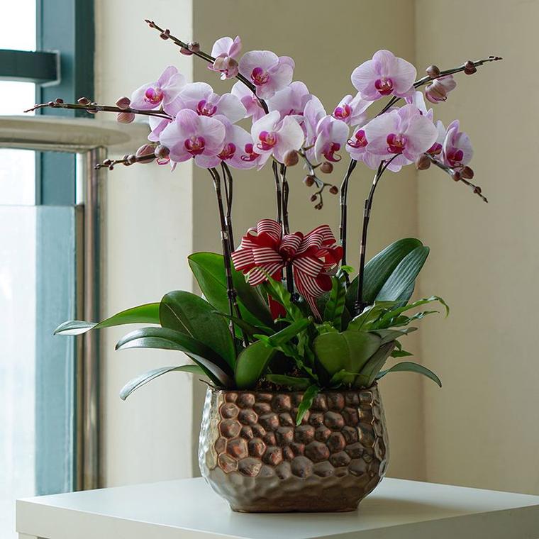 这花摆一盆放客厅