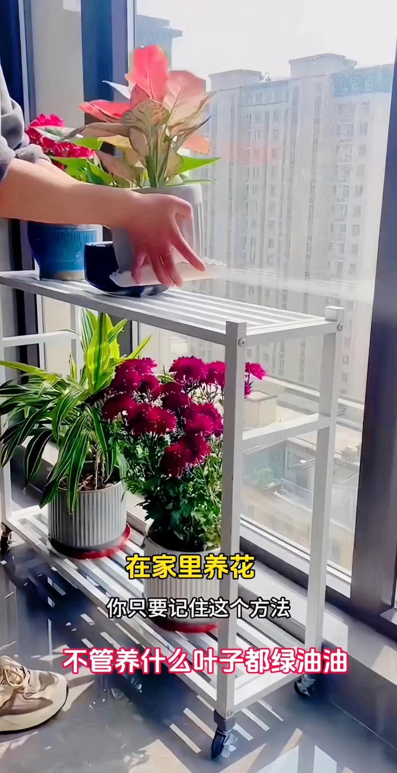 家里养花太多真的阴气很重吗?