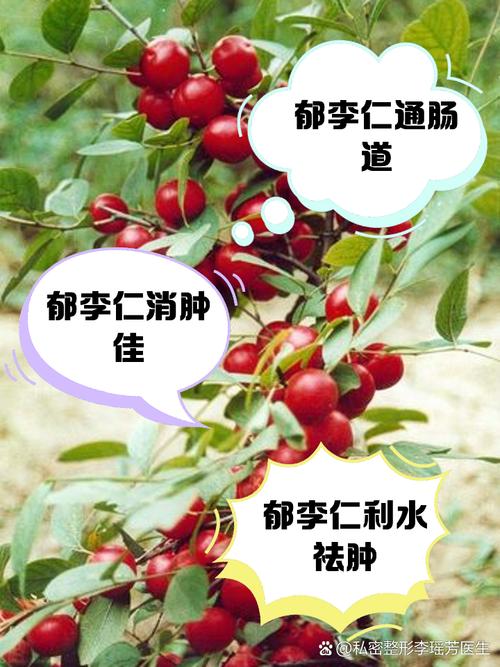 郁李仁和李子仁有什么区别