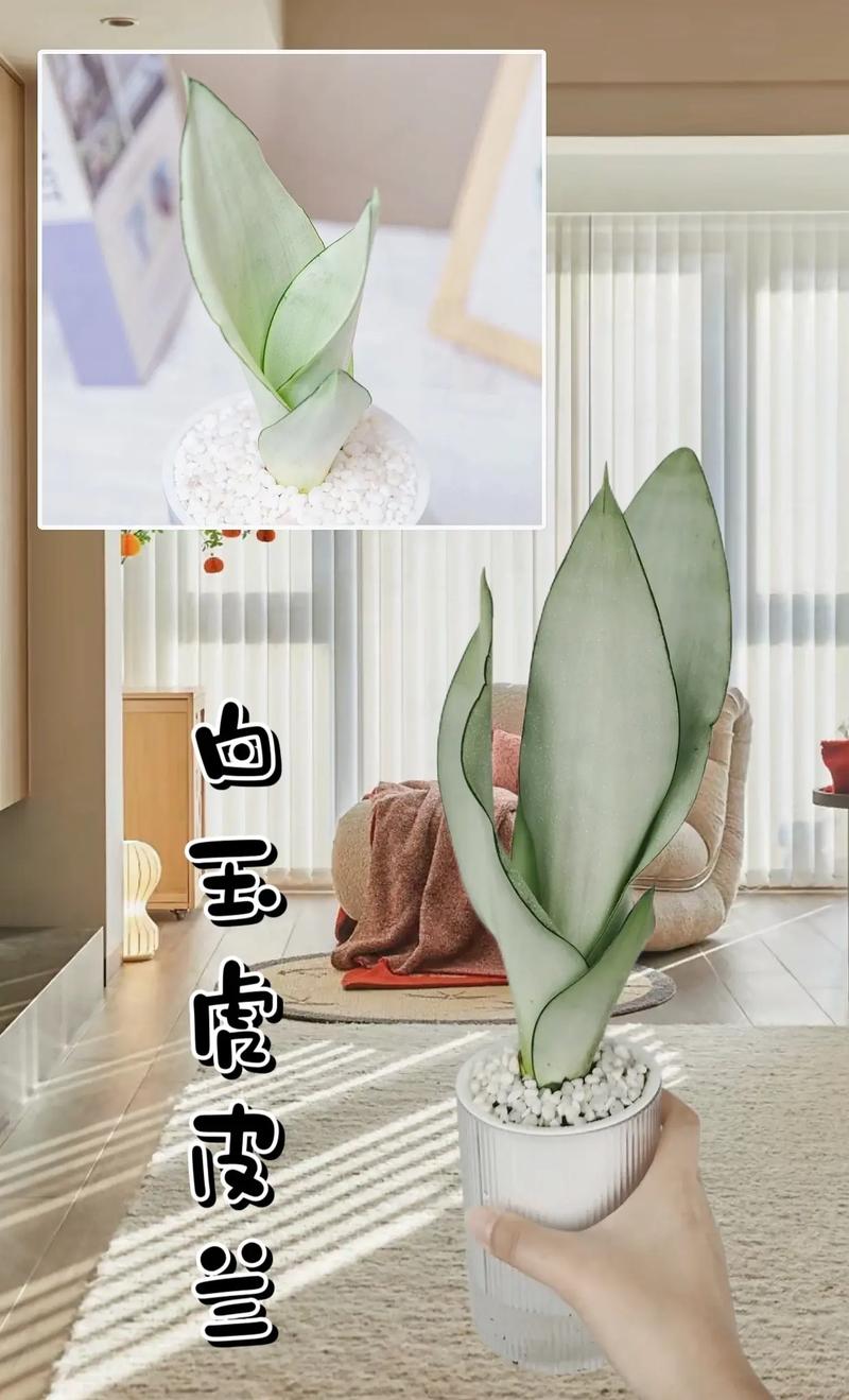 虎皮兰卷叶能恢复吗
