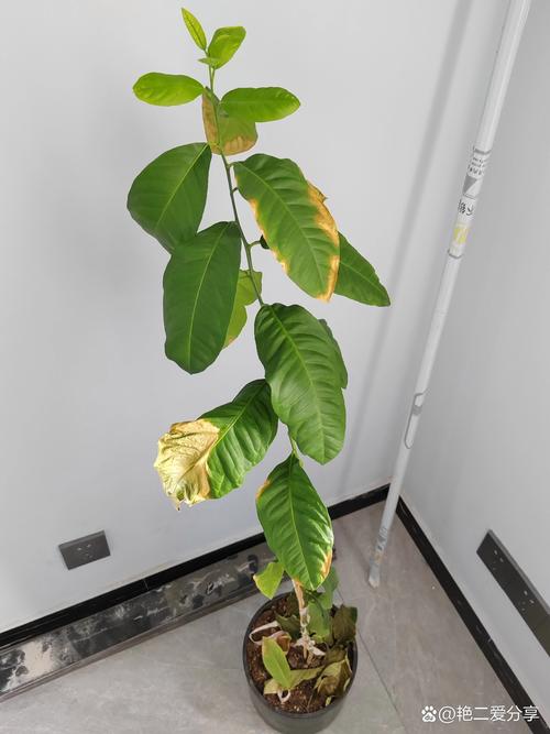 花养了好几年,怎么老是这样,树叶都干枯发黄?