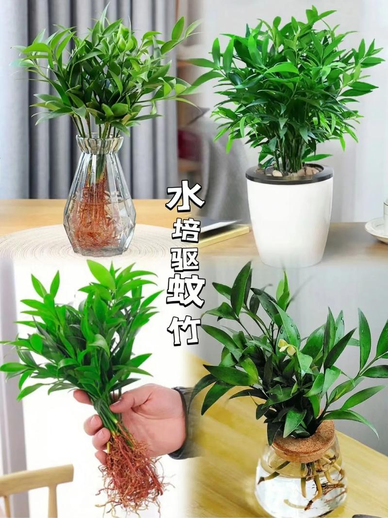 水养绿竹怎么养不会黄叶