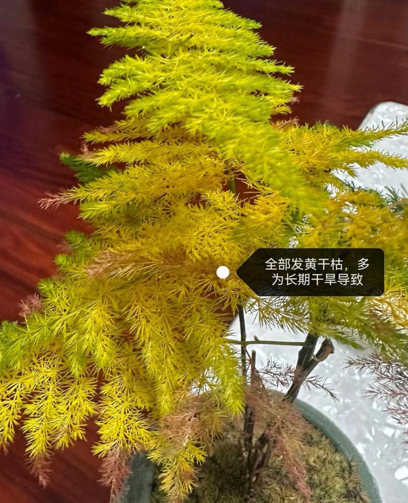 佛肚竹的黄叶怎么办?原因是什么?