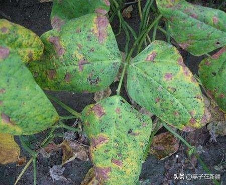醉鱼草黄叶的原因和处理办法