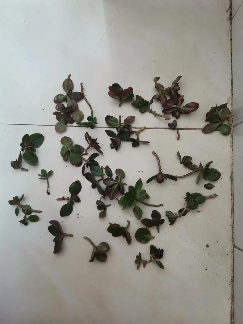 长寿花花期过了怎么修剪