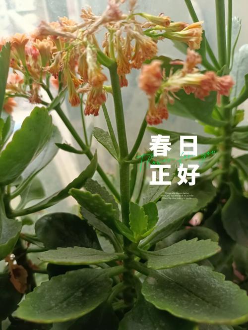 长寿花徒长了怎么修剪