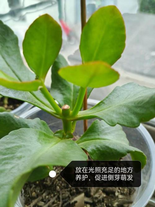 长寿花怎么修剪