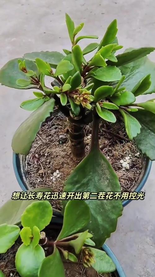 长寿花疯长后怎么修剪