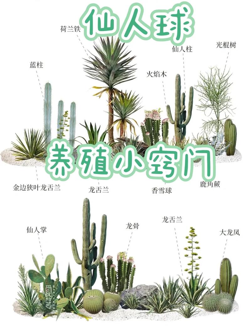 仙人球不发根怎么办，仙人球不长根