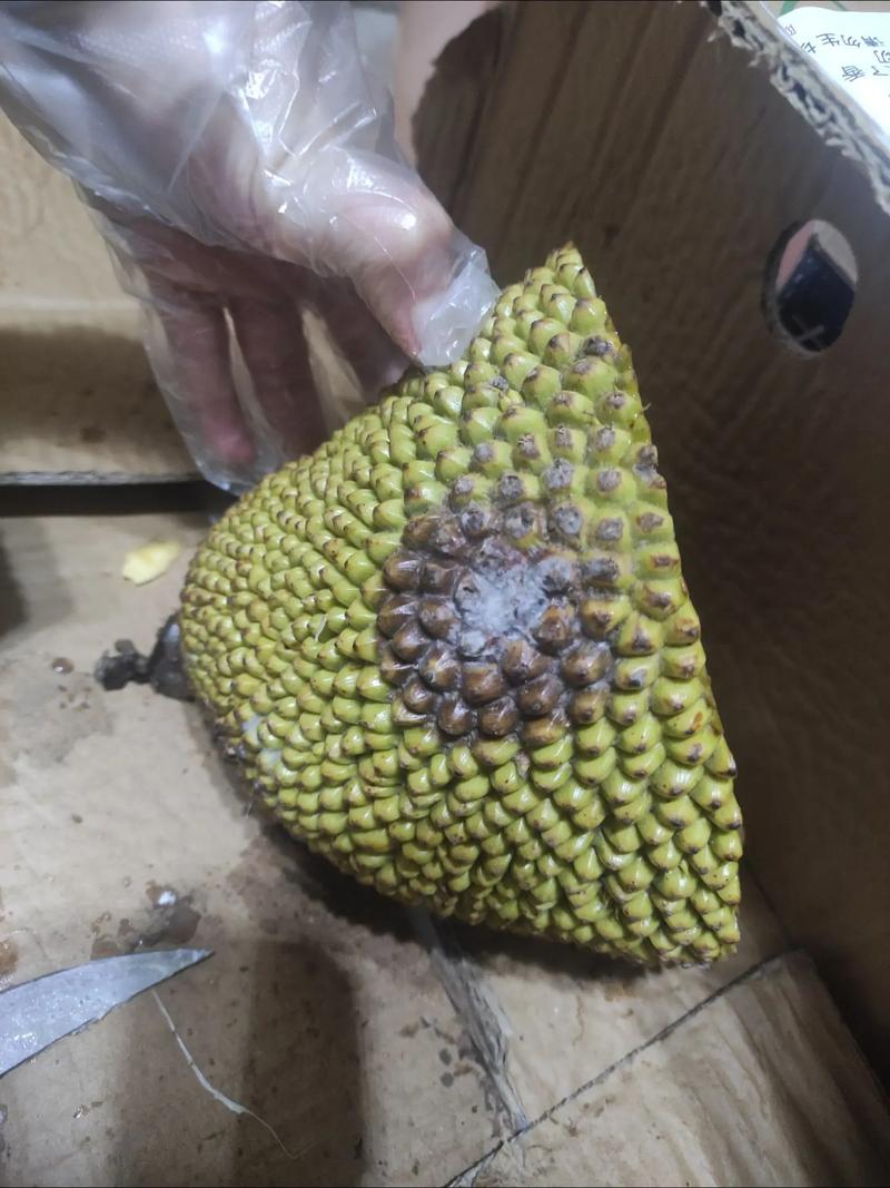 菠萝蜜买回来没熟怎么办?