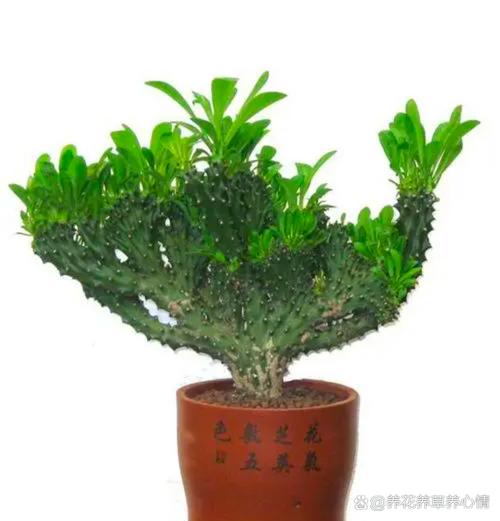 麒麟掌有什么风水作用，麒麟掌风水摆放禁忌？