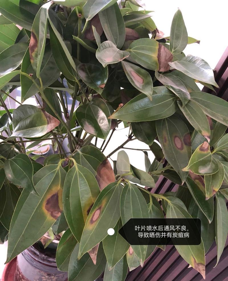 平安树叶子发黄干枯掉落怎么办