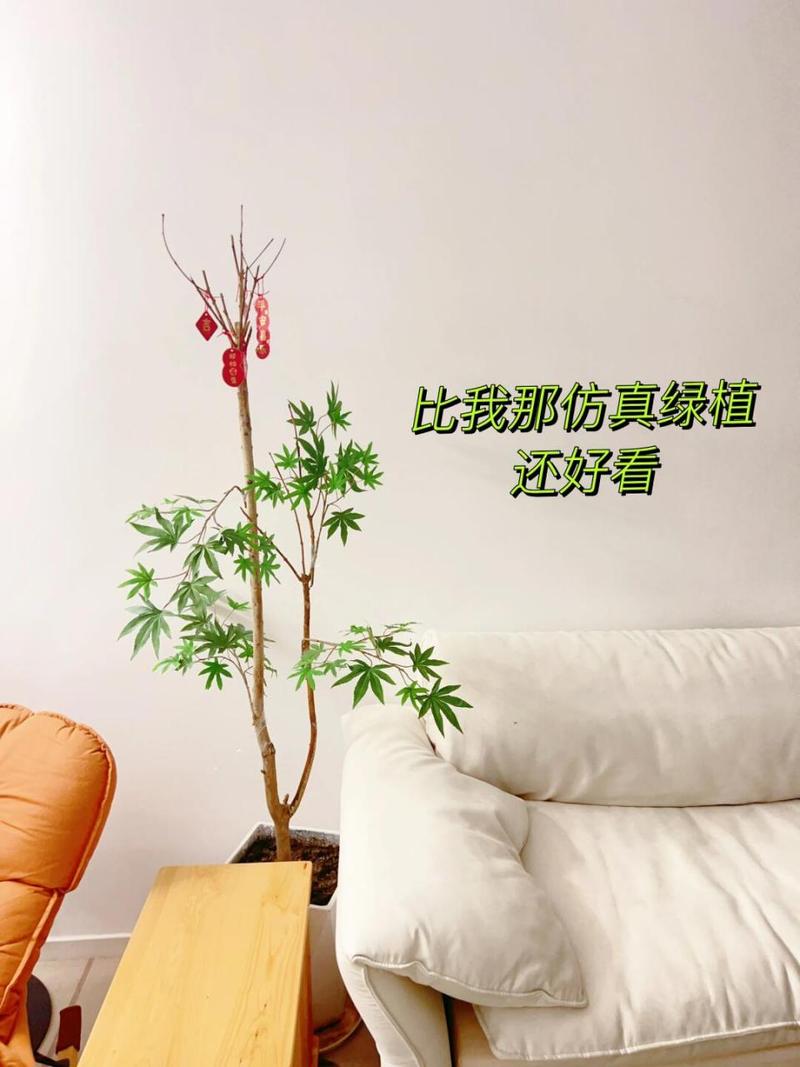 平安树叶子发干怎么办,五个方面解决平安树叶子发干问题