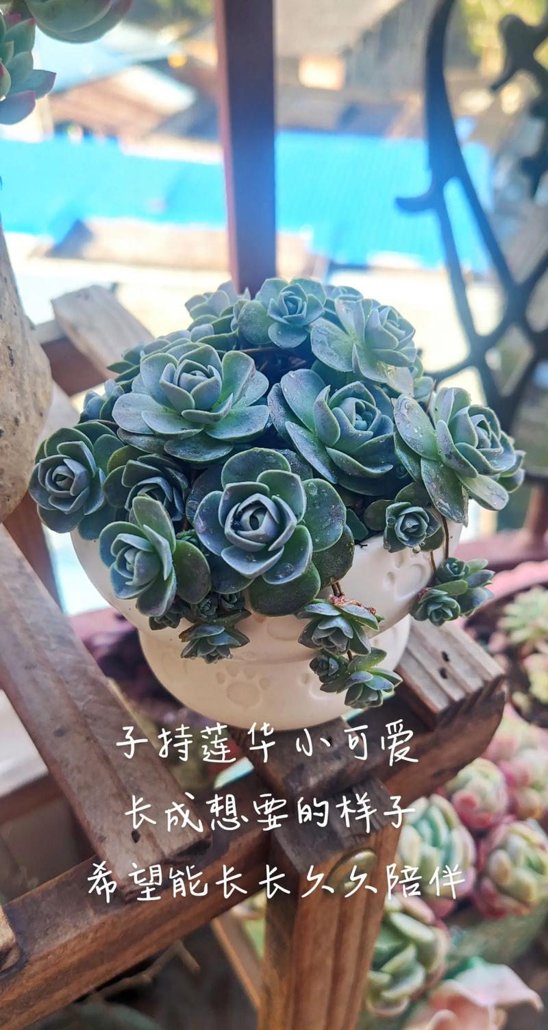 子持莲华黄叶的原因是什么