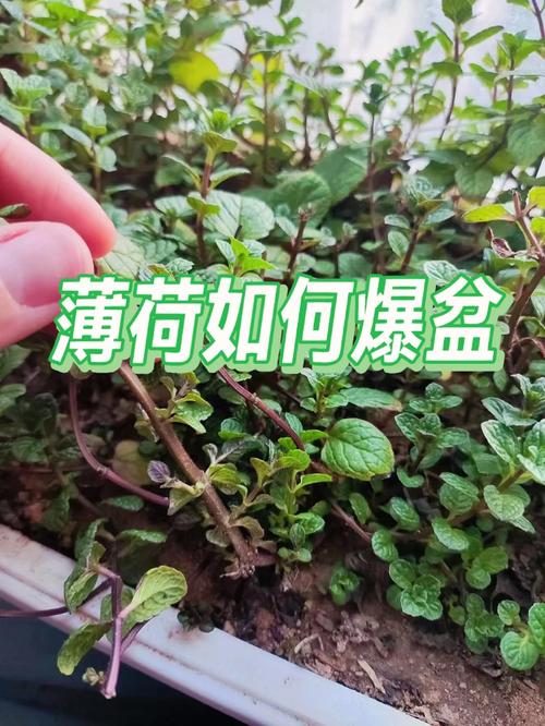 子持莲华黄叶的原因是什么?如何养护能爆盆
