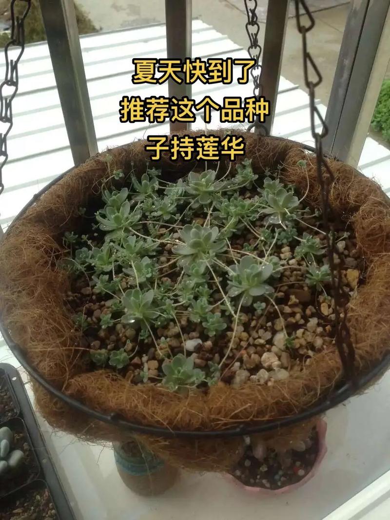 子持莲华叶子发黄怎么办补救处理方法