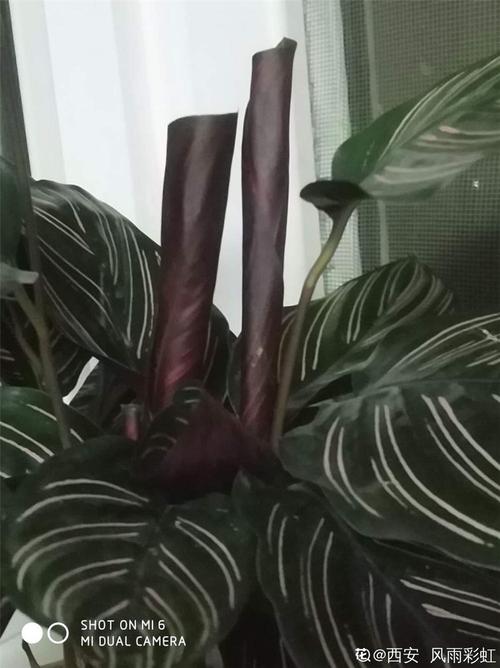 双线竹芋几天浇一次水