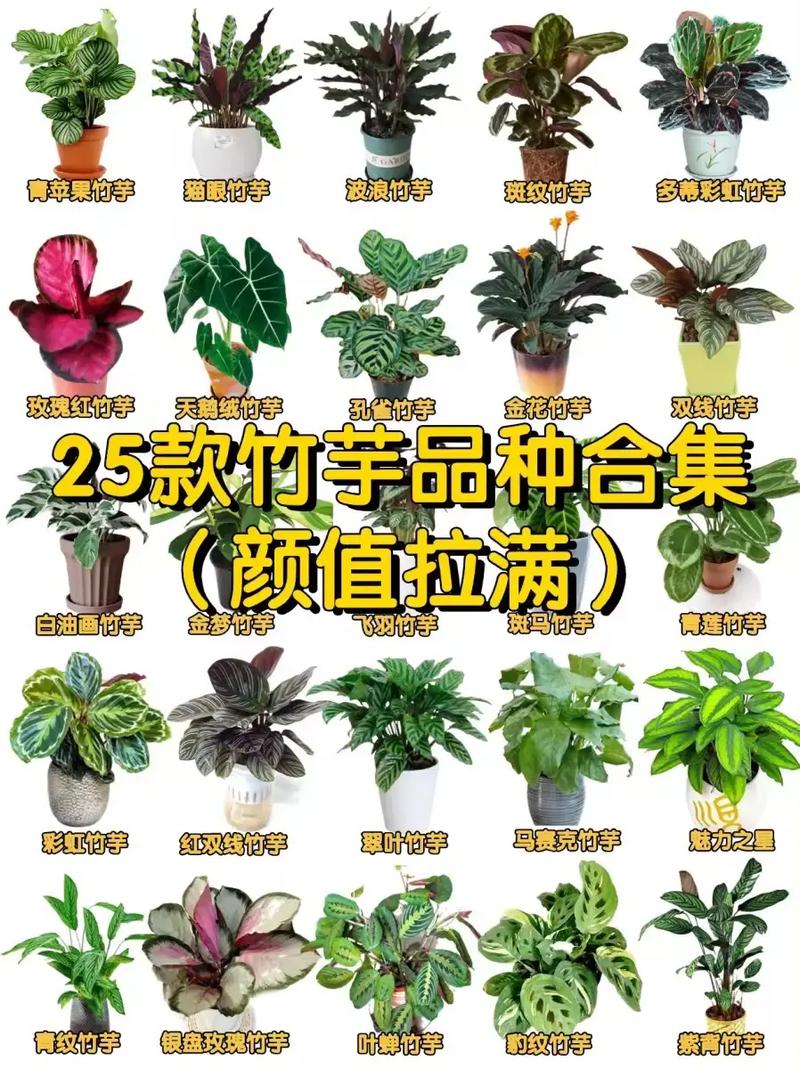 双线竹芋的养殖方法和注意事项