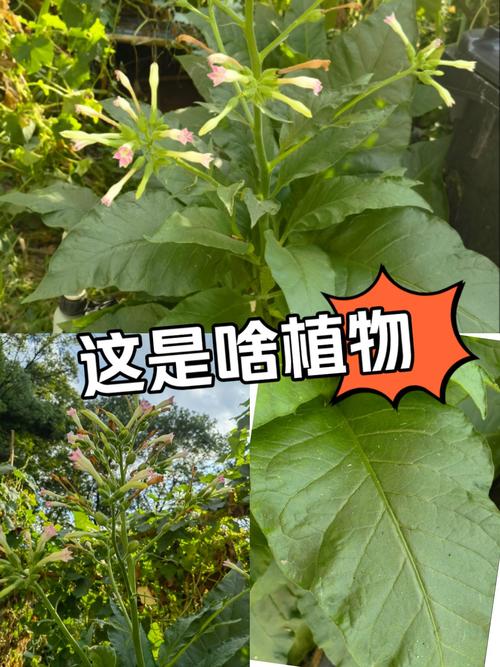 这是什么植物?