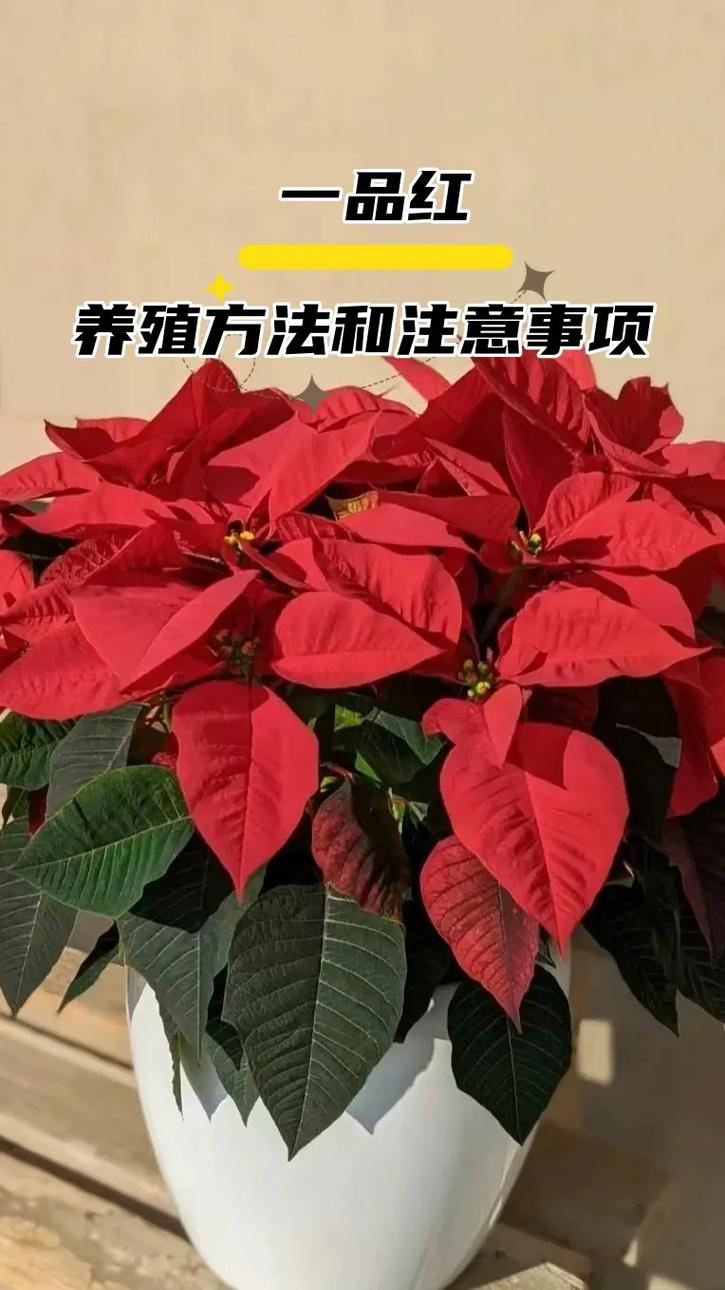 一点红的养殖方法和注意事项