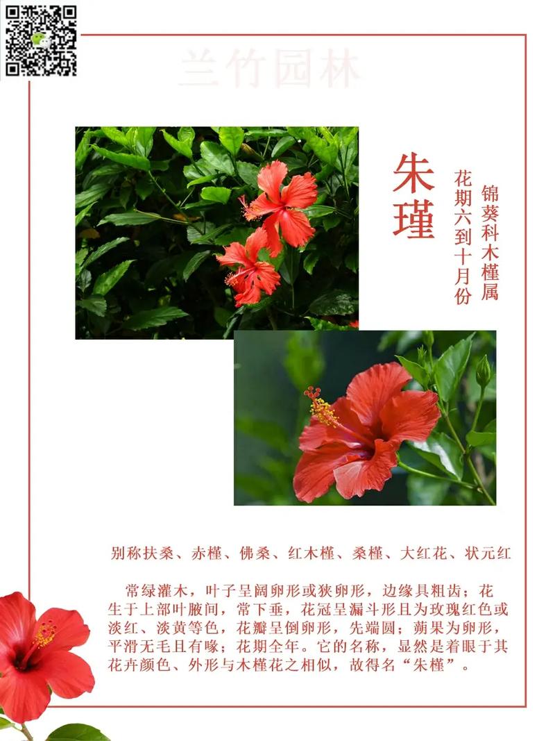 扶桑花有什么寓意